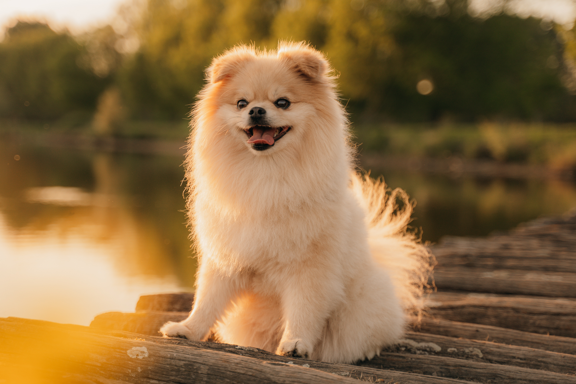 Pluizig hondje met bokeh in golden hour